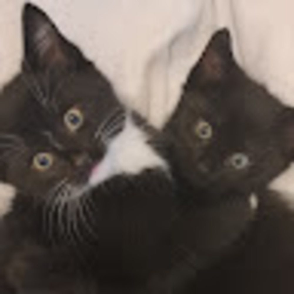 Meet your Posher, Avery